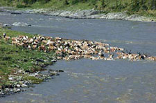 Canada-Yukon-Firth River - Rafting the Artic Slope